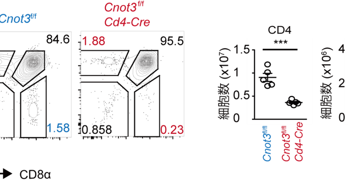 20201201-T Cell-2.png?h=